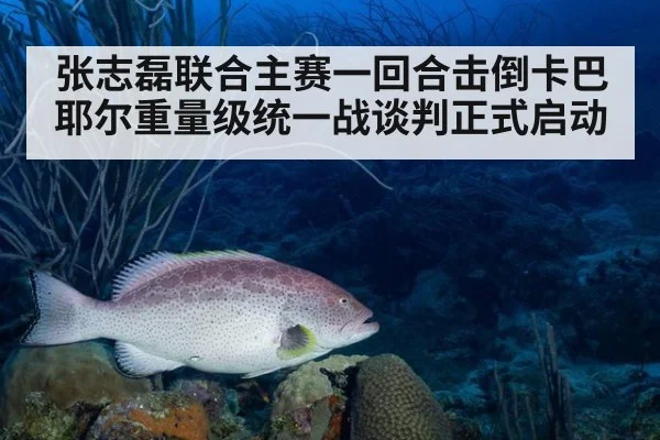 张志磊联合主赛一回合击倒卡巴耶尔重量级统一战谈判正式启动